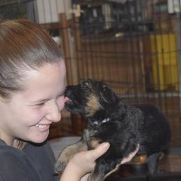German Shepherd Puppies from Import German Shepherds of Kansas