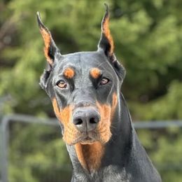 Mika - Doberman Pinscher