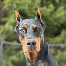 Mika - Doberman Pinscher