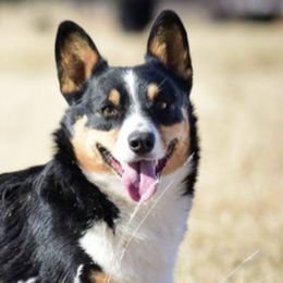 Australian Shepherds and Pembroke Welsh Corgis from Rocking K Ranch