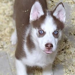 Sean (Blue eyes) - Red and white male Siberian Husky puppy in Heppner, Oregon from Yuki Ookami Show Kennel