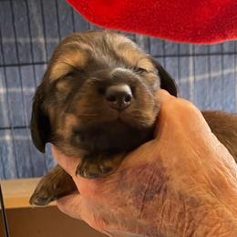 Fifi - Piebald female Dachshund puppy in Elizabethtown, Kentucky from Teeny Tiny Puppy Tails