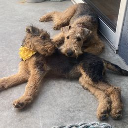 Airedale Terrier Puppies from Mar Vista
