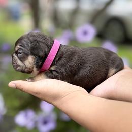 French Bulldog Puppies from Frenchies That