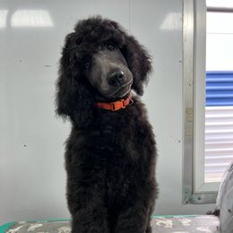Silver boy - Silver male Poodle puppy in Wentzville, Missouri from Velvet Rain Poodles