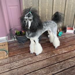 Scarlett - Poodle