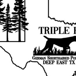 German Shorthaired Pointers from Triple R German Shorthaired Pointers