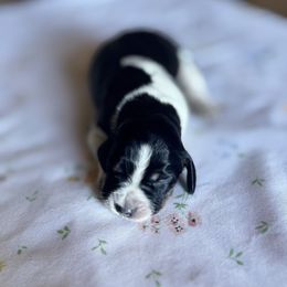 Stardust - Tri-Roan female English Springer Spaniel puppy in Winfield, Tennessee from Murphy Farms and Springers