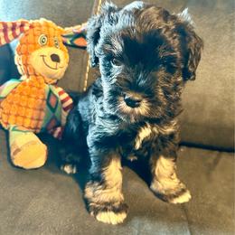 Homer - Black and silver male Miniature Schnauzer puppy in Canyon Lake, Texas from Chambers Schnauzers