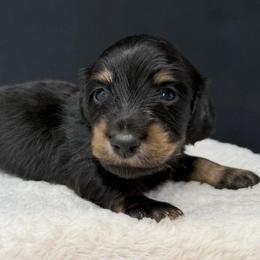 Axl - Black and tan male Dachshund puppy in Pulaski, Tennessee from Billboard Doxies