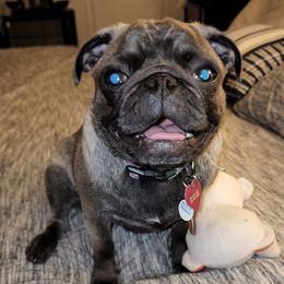 Freyja - Pug