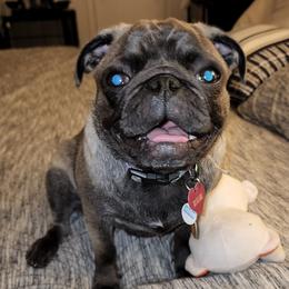 Freyja - Pug