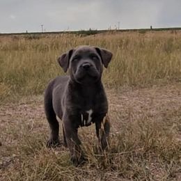 Boerboel Puppies from Standing Stone Boerboels