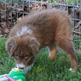 Theo - Red tri-color male Australian Shepherd puppy in Kansas, Oklahoma from Windy G Farm