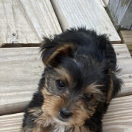 Yorkshire Terriers from ASA Yorkies