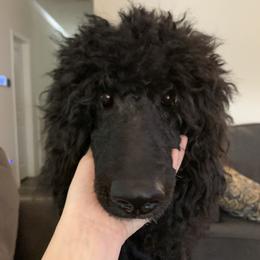 Volta - Poodle
