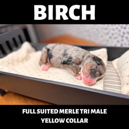 Bernedoodle Puppies from Teddy Bear Bernedoodles