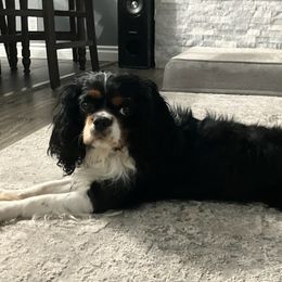 Winston - Cavalier King Charles Spaniel