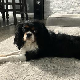 Winston - Cavalier King Charles Spaniel