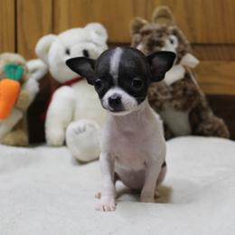 Sprinkles - Black and white female Chihuahua puppy in Willamina, Oregon from Cherished Chihuahuas