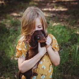 Dachshund Puppies from JK Kennel
