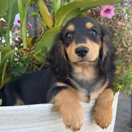 Jimmy - Dapple male Dachshund puppy in Moses Lake, Washington from Evergreendox Dachshunds