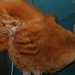 Poodles from Mt Rainier Reds