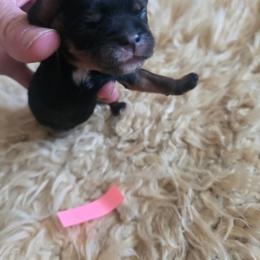 Coco - Black and tan female Cavalier King Charles Spaniel puppy in Springfield, Missouri from Caney Mountain Cavaliers LLC