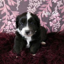 Australian Shepherd, Miniature American Shepherd, Miniature Australian Shepherd, and Toy Australian Shepherd Puppies from Painted Blue Aussies