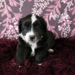 Australian Shepherd, Miniature American Shepherd, Miniature Australian Shepherd, and Toy Australian Shepherd Puppies from Painted Blue Aussies