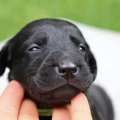 Labrador Retrievers from Pearl’s Perfect Pups