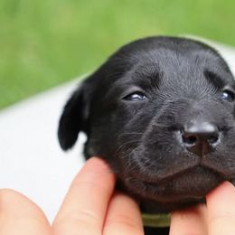 Labrador Retrievers from Pearl’s Perfect Pups