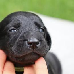 Labrador Retrievers from Pearl’s Perfect Pups