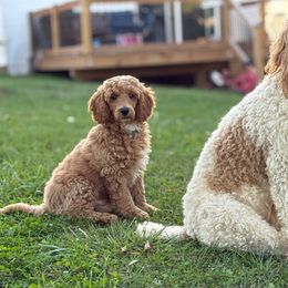 Duke - Apricot male Poodle puppy in Strasburg, Virginia from Shenandoah Valley Doodles