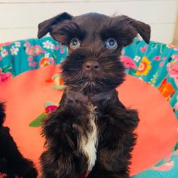 Liver - Liver male Miniature Schnauzer puppy in Malvern, Arkansas from Deep South Miniature Schnauzers