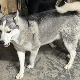 Aspen - Siberian Husky