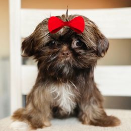 Girl 3 - Chocolate female Shih Tzu puppy in Seguin, Texas from Dolled Up Shih Tzus