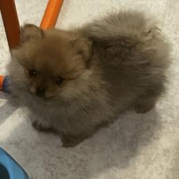 Ivy - Orange sable female Pomeranian puppy in Odem, Texas from Susan's Puppies