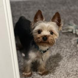 Amos - Yorkshire Terrier