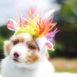 Miniature American Shepherd Puppies from Casita Miniature American Shepherds