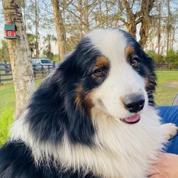 Buddy - Australian Shepherd