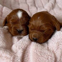 Aurelia - Red female Cavapoo puppy in Knoxville, Tennessee from Duke’s Forever Doodles
