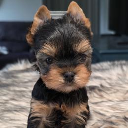 Blake - Blue and gold male Yorkshire Terrier puppy in Eatonville, Washington from Luxe Yorkshire Terriers