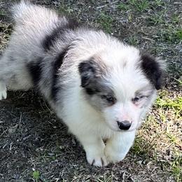 Border Collie and Papillon Puppies from Royal T Kennel