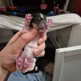 Holly - Piebald female Dachshund puppy in Mountain Home, Idaho from Desert Wind Dachshunds