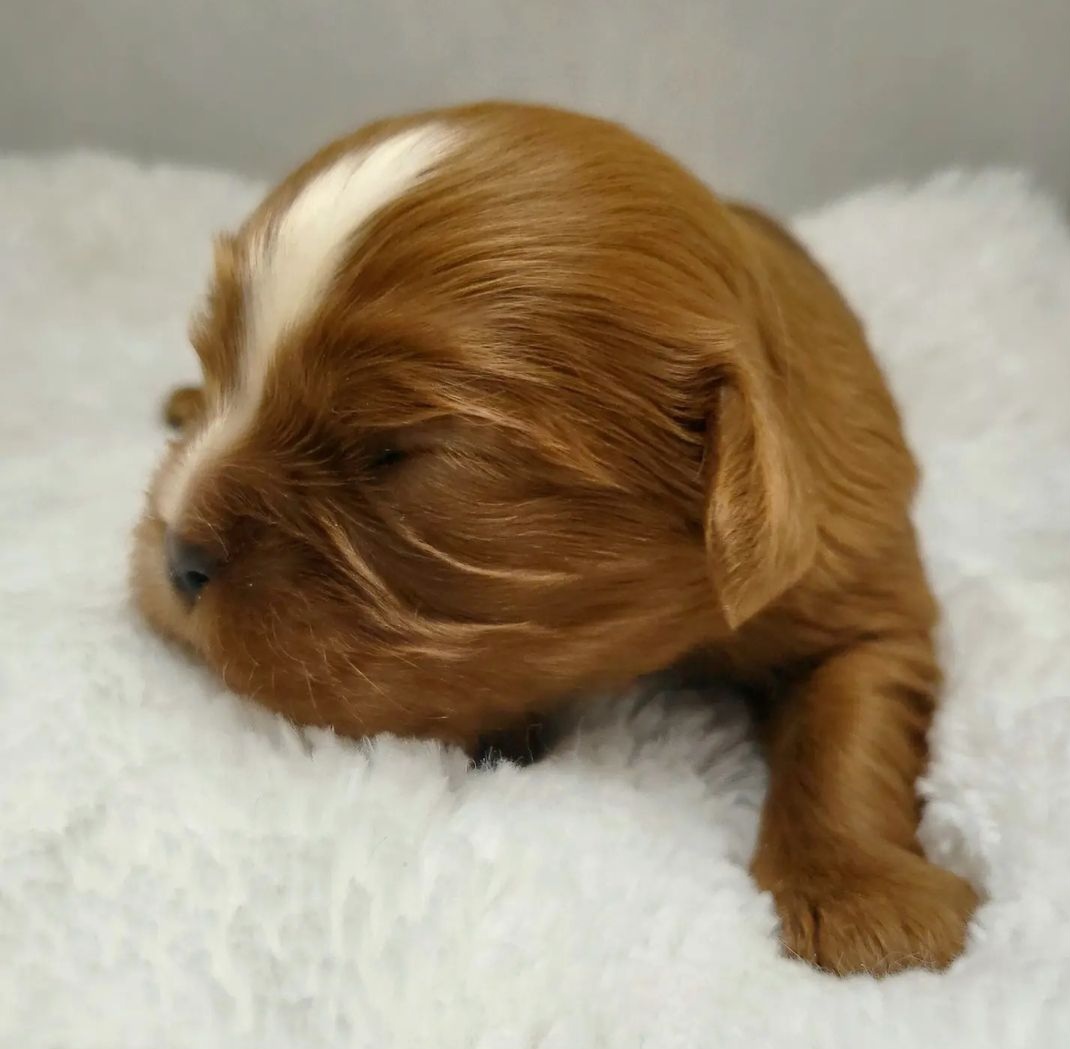Cavalier King Charles Spaniel and Old Time Scotch Collie Puppies from Pleasant Meadows