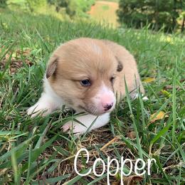 Pembroke Welsh Corgi Puppies from Cahas Corgis