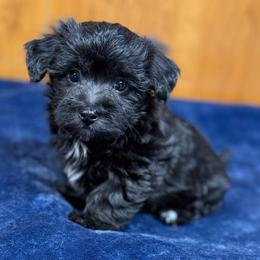 Eleanor - Black female Morkie puppy in Beebe, Arkansas from Cedar Hill Kennel