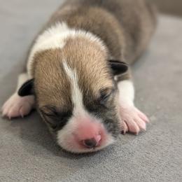 Rose - Red female Pembroke Welsh Corgi puppy in Mount Vernon, Ohio from Rose Water Corgis in Ohio