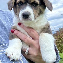 American Corgi Puppies from Patriot American Corgi